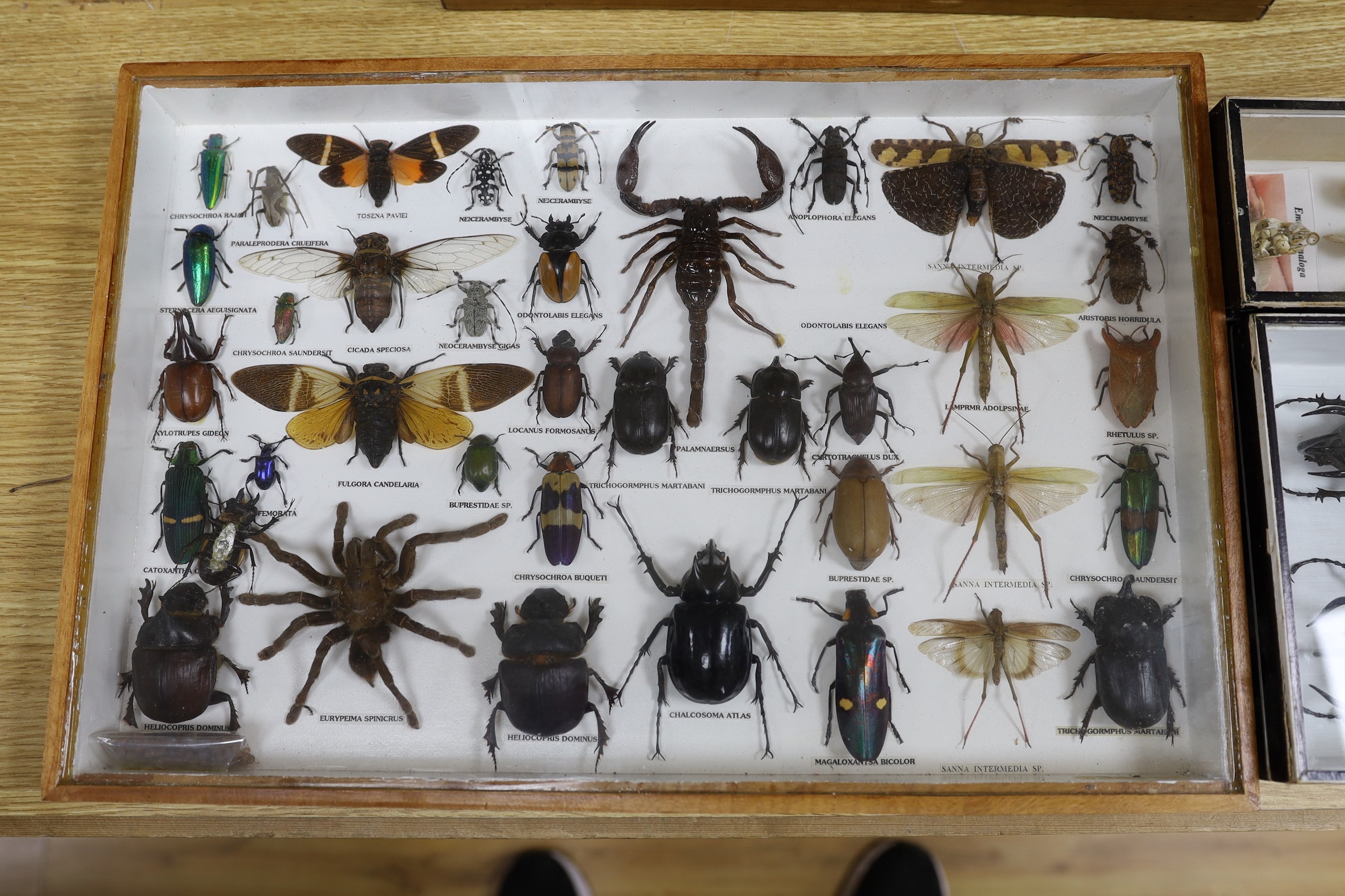 Entomology – a glazed box of Atlas Beetle specimens, 37 cm wide, a glazed case of beetle, grasshopper, cicada, scorpion specimens and a tarantula, 45.5 cm wide and a glazed box of Pacific Mole crabs, 37 cm wide